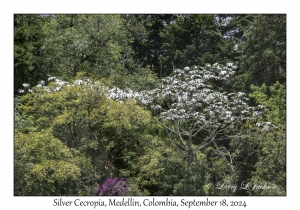 Silver Cecropia