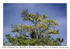 Golden Trumpet Tree