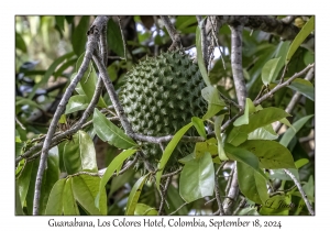 Guanabana