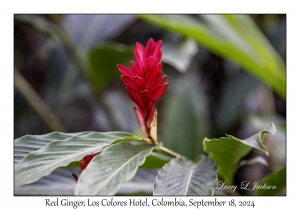 Red Ginger