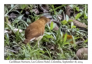 Caribbean Hornero
