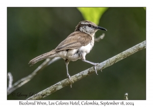 Bicolored Wren