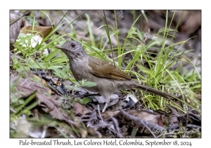 Pale-breasted Thrush