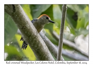 Red-crowned Woodpecker