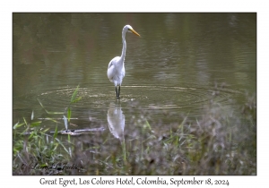 Great Egret