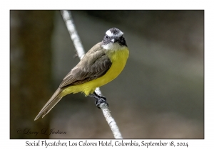 Social Flycatcher
