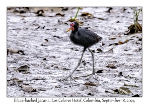 Black-backed Jacana