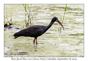 Bare-faced Ibis