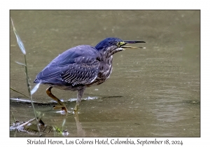 Striated Heron