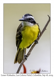 Lesser Kiskadee