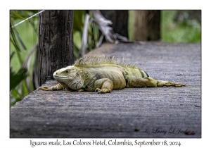 Iguana male