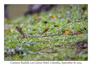 Common Basilisk
