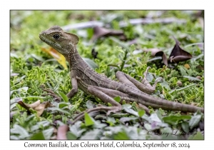 Common Basilisk