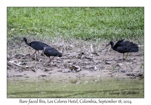 Bare-faced Ibis