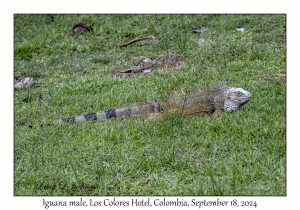 Iguana male
