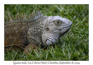 Iguana male
