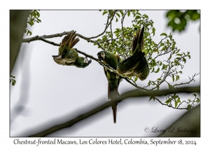Chestnut-fronted Macaws