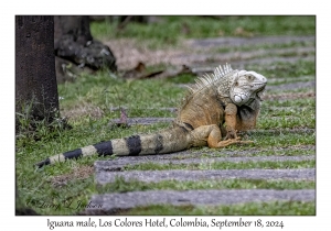 Iguana male