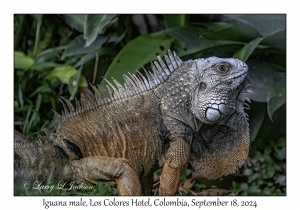 Iguana male