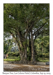 Banyan Tree