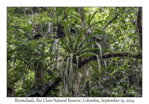 Unknown Bromeliads