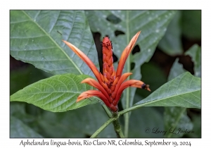 Aphelandra lingua-bovis