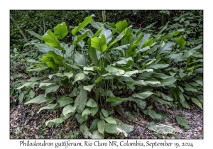 Philodendron guttiferum