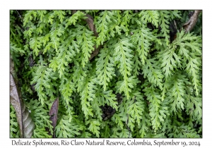 Delicate Spikemoss