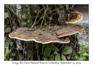 Fungi