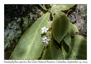 Amalophyllon species