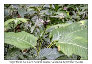 Prayer Plant