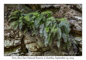 Fern