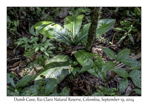 Dumb Cane
