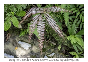 Fern