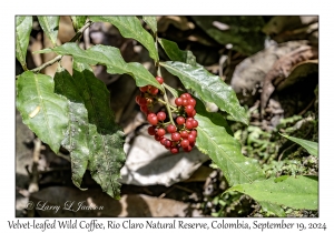 Velvet-leafed Wild Coffee