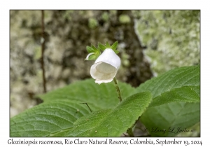 Gloxiniopsis racemosa