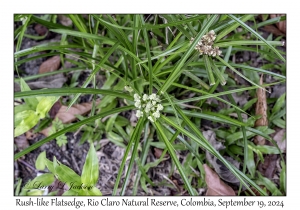 Rush-like Flatsedge