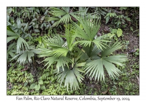 Fan Palm