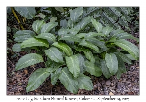 Peace Lily