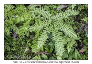 Fern