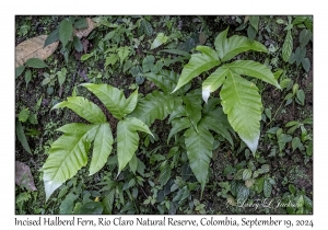 Incised Halberd Fern