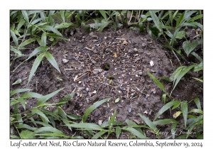 Leaf-cutter Ant Nest