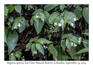 Unknown Begonia