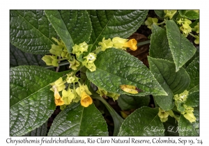 Chrysothemis friedrichsthaliana