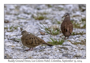 Ruddy Ground Doves