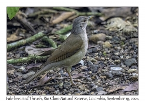 Pale-breasted Thrush