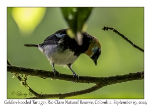 Golden-hooded Tanager