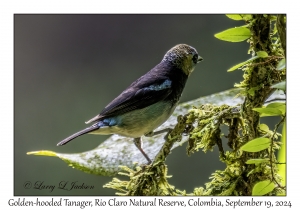 Swallow Tanager female