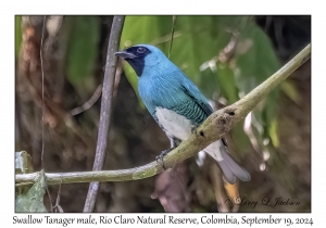Swallow Tanager male