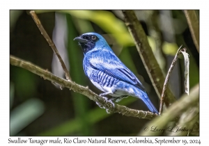Swallow Tanager male